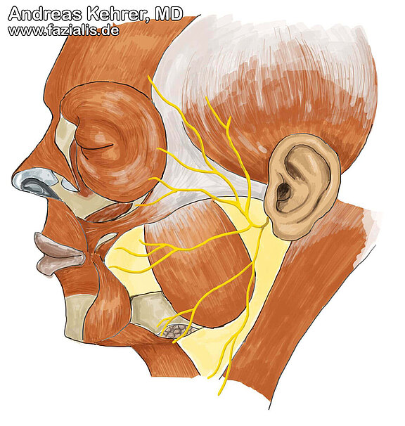 Facial nerve Facial nerve